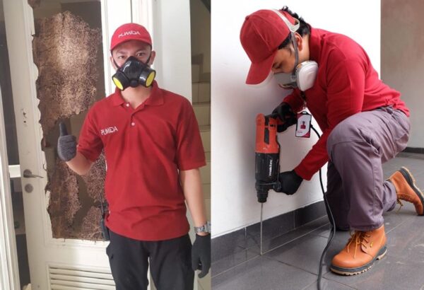Ini Dia Bedanya Rayap Kayu Kering dan Kayu Basah Menurut Jasa Anti Rayap